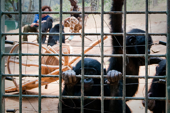 Bonobo Business